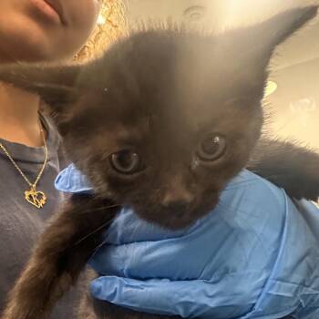 Dare -  Domestic Short Hair Cat for Adoption in Allentown, Pennsylvania - Dare | PetCurious