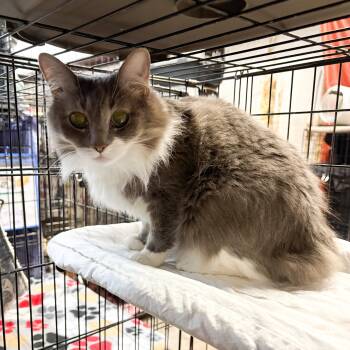 Rescue Domestic Long Hair Cats for Adoption in Centerville, Georgia - Tigress | PetCurious