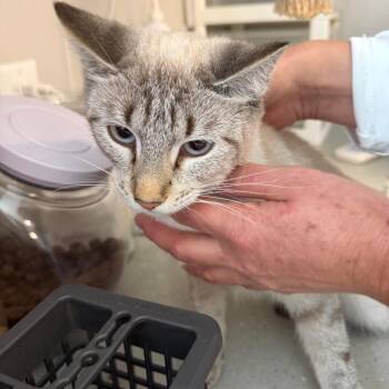 Felicity -  Siamese Cat for Adoption in Horn Lake, Mississippi - Felicity | PetCurious