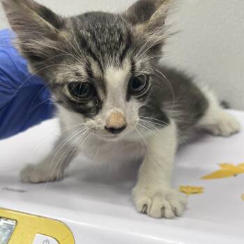 Chancey -  Domestic Short Hair Cat for Adoption in Tampa, Florida - Chancey | PetCurious