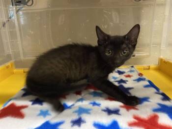 GABBY -  Domestic Short Hair Cat for Adoption in Modesto, California - GABBY | PetCurious