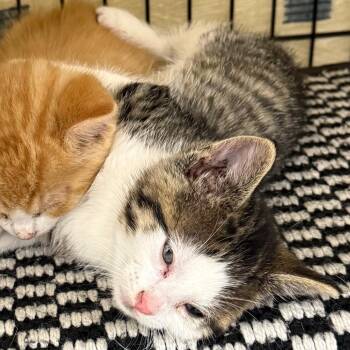 Tango -  Domestic Short Hair Cat for Adoption in Bismarck, North Dakota - Tango | PetCurious