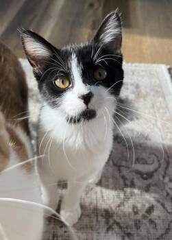 Domestic Long Hair and Tuxedo Cats Available for Adoption - McCoy | PetCurious