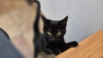Domestic Short Hair Cats Available for Adoption in South Bend, Indiana - Buspar | PetCurious