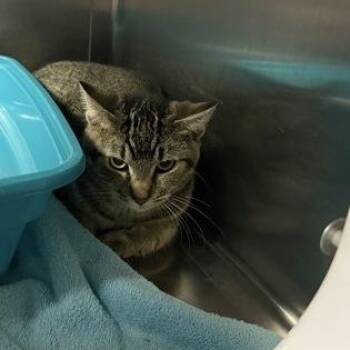 Artecho -  Domestic Short Hair Cat for Adoption in Worcester, Massachusetts - Artecho | PetCurious