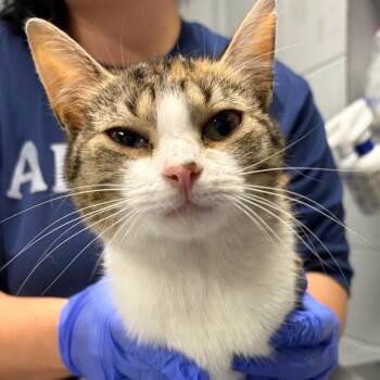 Maddie -  Domestic Short Hair Cat for Adoption in Summerville, South Carolina - Maddie | PetCurious