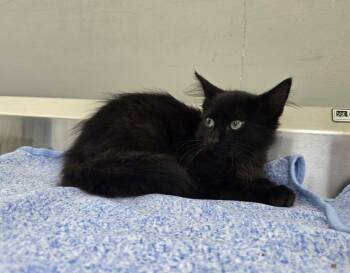 Mason -  Domestic Short Hair Cat for Adoption in Dickson, Tennessee - Mason | PetCurious