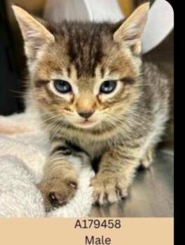 Domestic Short Hair Cats Available for Adoption - Monty | PetCurious