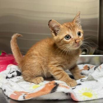 Scarecrow -  Domestic Short Hair Cat for Adoption in Columbus, Georgia - Scarecrow | PetCurious