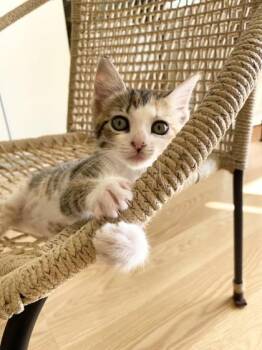 ‘Ilima -  Domestic Medium Hair and Domestic Short Hair Cat for Adoption in Honolulu, Hawaii - ‘Ilima | PetCurious