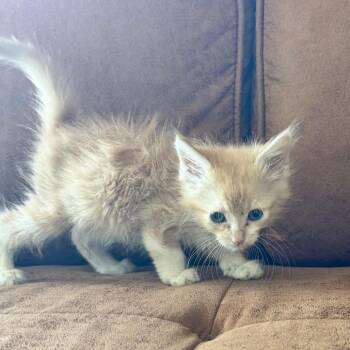 Teddy -  Domestic Short Hair Cat for Adoption in Chico, California - Teddy | PetCurious