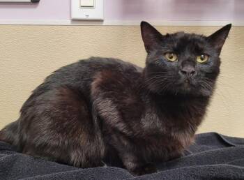 Spudnuts -  Domestic Short Hair Cat for Adoption in Vancouver, Washington - Spudnuts | PetCurious