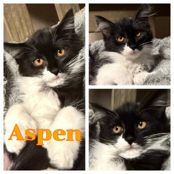 Aspen -  Domestic Long Hair Cat for Adoption in Hollister, California - Aspen | PetCurious