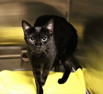 Rescue Domestic Short Hair Cats for Adoption in Pocatello, Idaho - Mr. Binx 39377 | PetCurious