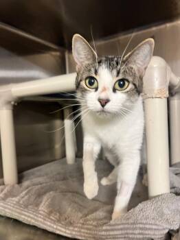 Eeve CS-288/26 -  Domestic Short Hair Cat for Adoption in Burlington, Ontario - Eeve CS-288/26 | PetCurious