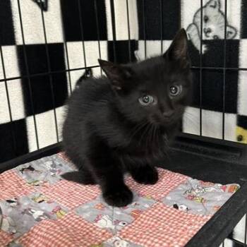Sia -  Domestic Short Hair Cat for Adoption in Indianapolis, Indiana - Sia | PetCurious