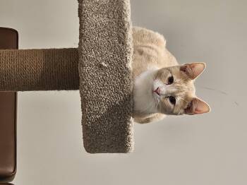 Rescue Domestic Short Hair Cats for Adoption in Denison, Iowa - Buffet | PetCurious