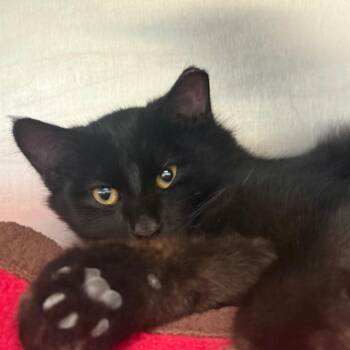Scott -  Domestic Short Hair Cat for Adoption in Fort Bragg, California - Scott | PetCurious