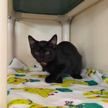 Zamboni -  Domestic Short Hair Cat Available for Adoption in Spanish Fork, Utah - Zamboni | PetCurious