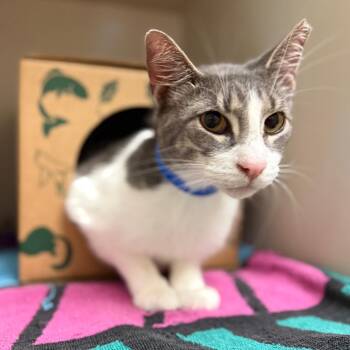 Biscuit -  Domestic Short Hair Cat for Adoption in Fairport, New York - Biscuit | PetCurious