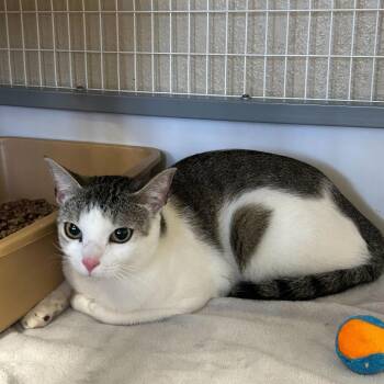 Domestic Short Hair Cats Available for Adoption in Medford, Oregon - Lily | PetCurious