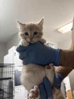 Lift -  Domestic Short Hair Cat for Adoption in Bolivar, Missouri - Lift | PetCurious