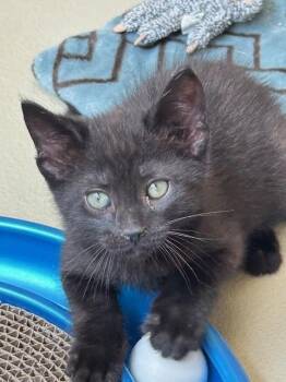 Rescue Domestic Short Hair Cats for Adoption in Bluffton, Indiana - Jett | PetCurious