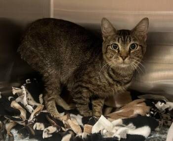 EEYORE -  Bengal and Domestic Short Hair Cat for Adoption in Norco, California - EEYORE | PetCurious