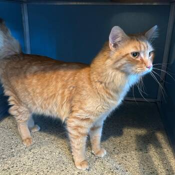 Rescue Domestic Long Hair Cats for Adoption in Renfrew, Pennsylvania - Ginger | PetCurious