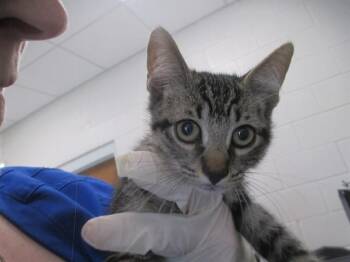 A384873 -  Domestic Short Hair Cat for Adoption in Ocala, Florida - A384873 | PetCurious
