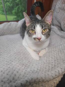 Rainy -  Tabby and Domestic Short Hair Cat Available for Adoption in Skyline, Minnesota - Rainy | PetCurious