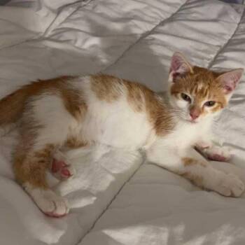 Otis -  Domestic Short Hair Cat for Adoption in Jefferson City, Tennessee - Otis | PetCurious