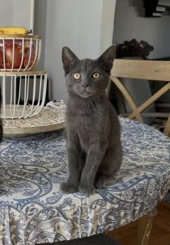 Rewind -  Domestic Short Hair Cat for Adoption - Rewind | PetCurious