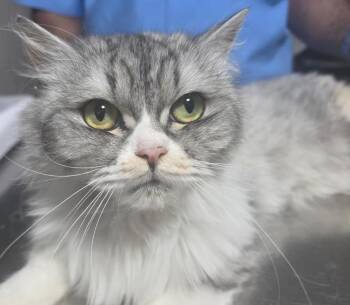 Chinchilla and Persian Cats Available for Adoption in Bedford Hills, New York - Lily Is So Darn Sweet!  Exotic Rare Chinchilla Persian!  EMERGEN | PetCurious