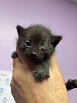 61256866 -  Domestic Short Hair Cat for Adoption in El Paso, Texas - 61256866 | PetCurious