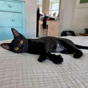 Rescue Domestic Short Hair Cats for Adoption in Santa Rosa, California - Junebug | PetCurious