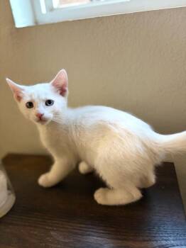 Dottie -  Domestic Short Hair Cat Available for Adoption in Lancaster, California - Dottie | PetCurious