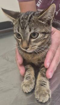 Scarab -  Domestic Short Hair Cat for Adoption in Christiansburg, Virginia - Scarab | PetCurious