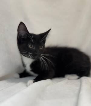 Domestic Short Hair and Tuxedo Cats Available for Adoption in Greensboro, North Carolina - Cara | PetCurious
