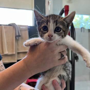Domestic Short Hair Cats Available for Adoption in Charlotte, North Carolina - Kai (Hawaiian Kittens) | PetCurious