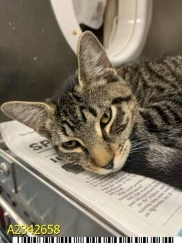 FLINT -  Domestic Short Hair Cat for Adoption in West Palm Beach, Florida - FLINT | PetCurious