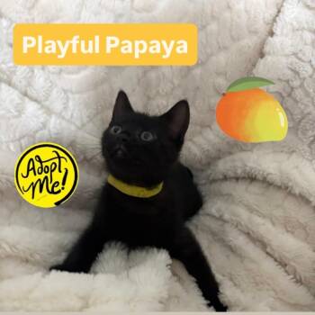 Papaya -  Domestic Short Hair Cat for Adoption in Washington, District Of Columbia - Papaya | PetCurious