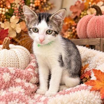 Moscow -  Domestic Short Hair Cat for Adoption in Tavares, Florida - Moscow | PetCurious
