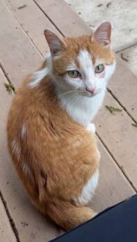 Rescue Domestic Short Hair Cats for Adoption in Willmar, Minnesota - Cojack | PetCurious