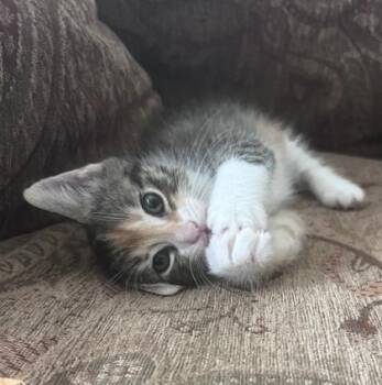 Domestic Short Hair Cats Available for Adoption in Fort Worth, Texas - Emerald | PetCurious