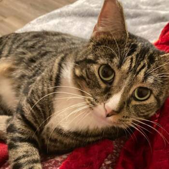 Dexter -  Domestic Short Hair Cat for Adoption - Dexter | PetCurious