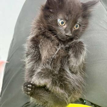 Jason Grace -  Domestic Long Hair Cat for Adoption in Fredericksburg, Virginia - Jason Grace | PetCurious