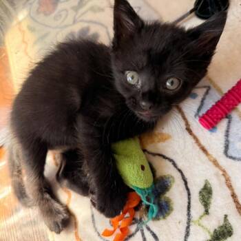 Adorable Latte -  Domestic Short Hair Cat for Adoption in South Riding, Virginia - Adorable Latte | PetCurious