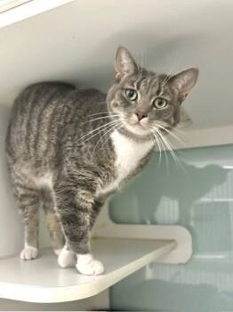 Banks -  Domestic Short Hair Cat for Adoption in Muskegon, Michigan - Banks | PetCurious