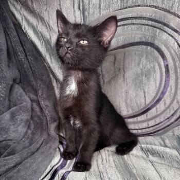 Luke Pasadena 56461 -  Domestic Short Hair Cat for Adoption in Eaton Rapids, Michigan - Luke Pasadena 56461 | PetCurious
